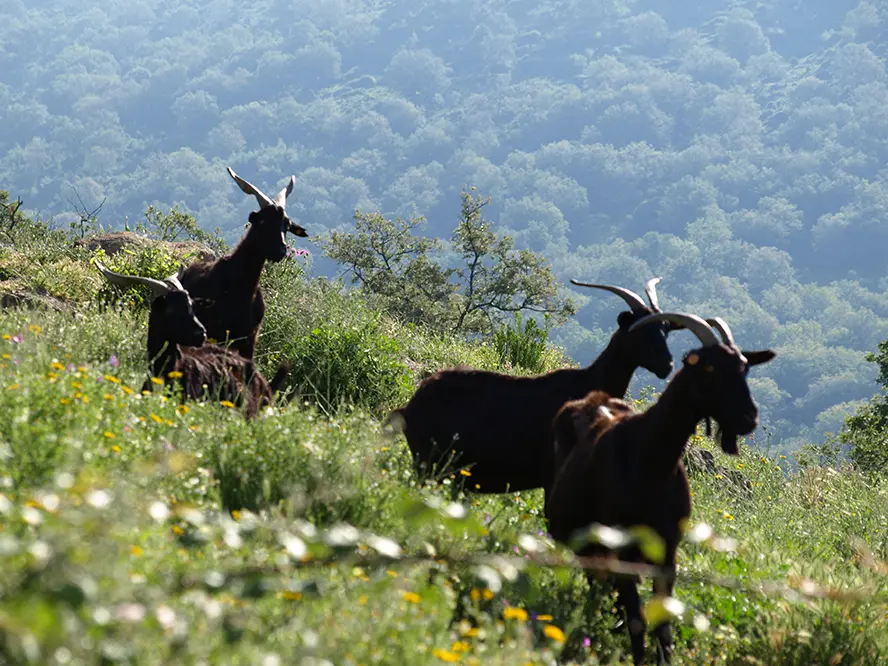 La Raza Verata y su Relación con la Flora y Fauna Autóctonas de la Sierra de Gredos